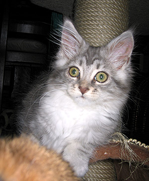 Pokahonta :: Mystery of Indian Summers - Maine Coon Cattery